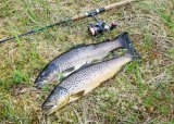 Fiskesommer 2025