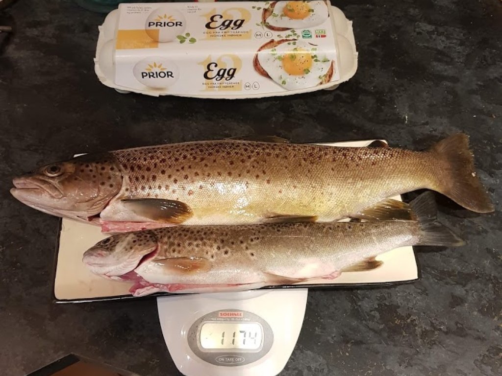 Fiskesommer 20. august - Sel JFF