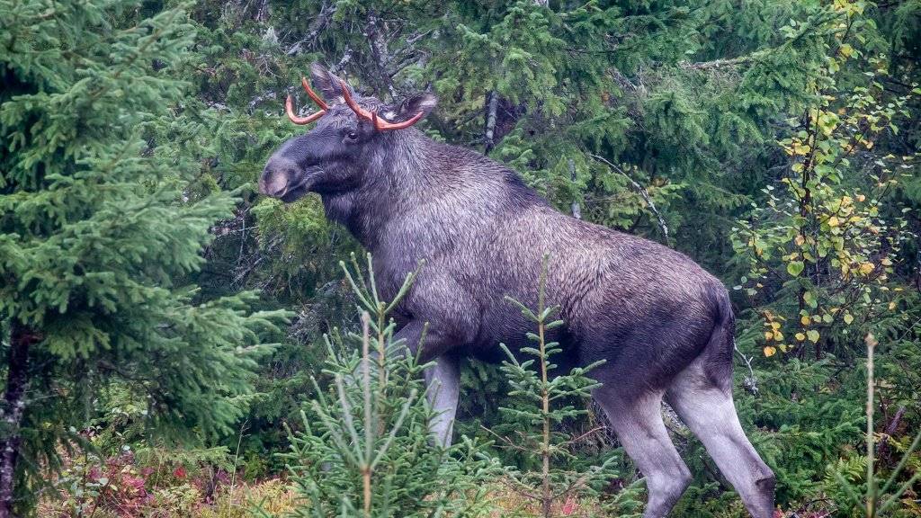 Elgjakt for jakt-, fiske- og friluftsskolen