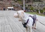 Hjortejakt med hund Dalføret 11.-13.sept