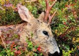 Introjakt på rådyrbukk for kvinner