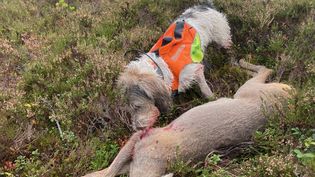 Rådyrjakt m/hund 8. november