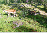 Hjortejakt 4-6 september