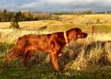 Duecup med sommeravslutning 19. juni, Tyritun Fuglehundsenter (Enebakk)