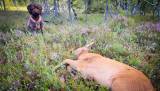 Billy (portugisisk vannhund) var med på sin første bukkejakt. Han var rolig under posteringen og undersøkte rådyret med stor iver etter felling. Billy har gått blodsporkurs med SJFF.
