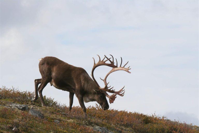3 - Reinsdyr på fjellet - Foto iStock.jfif