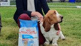 Bilde fra en tidligere utstilling.
 Elisabeth Aune Msoeby med en Basset Hound.