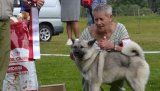 Best In Show 2022 - Norsk Elghund Grå.
