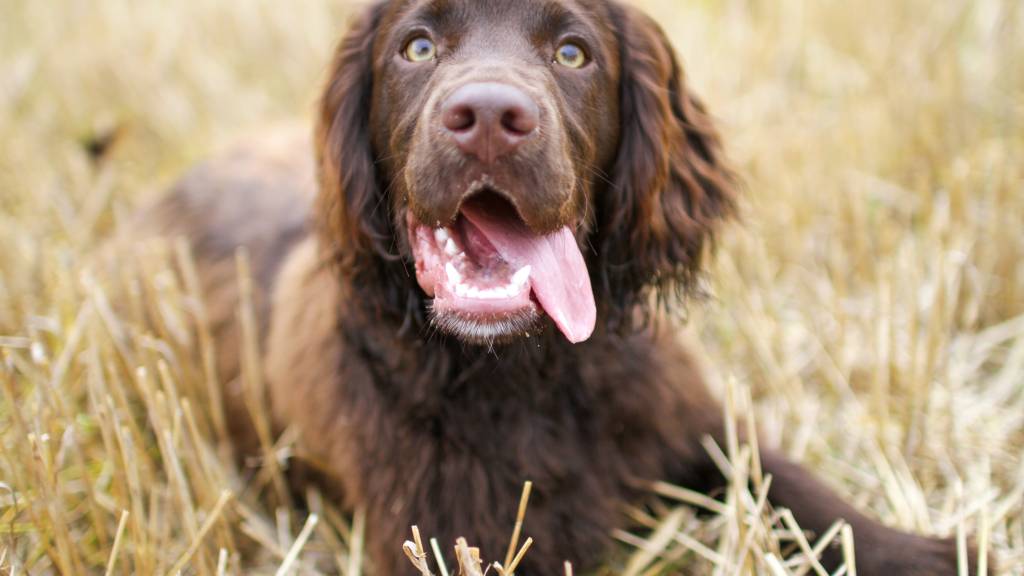 Jaktkurs spaniel