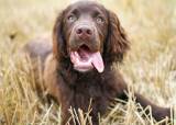Jaktkurs spaniel