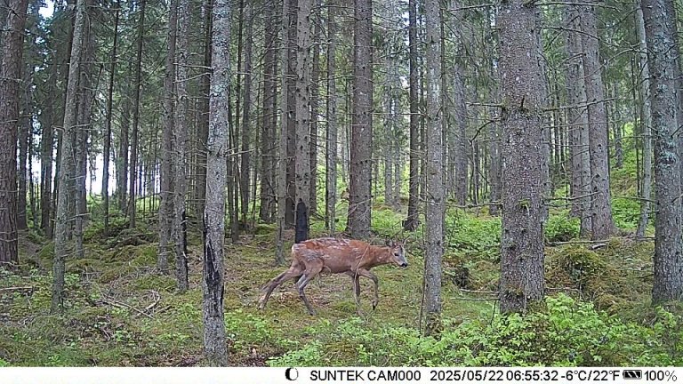 Rådyr 22 mai Prestebakke