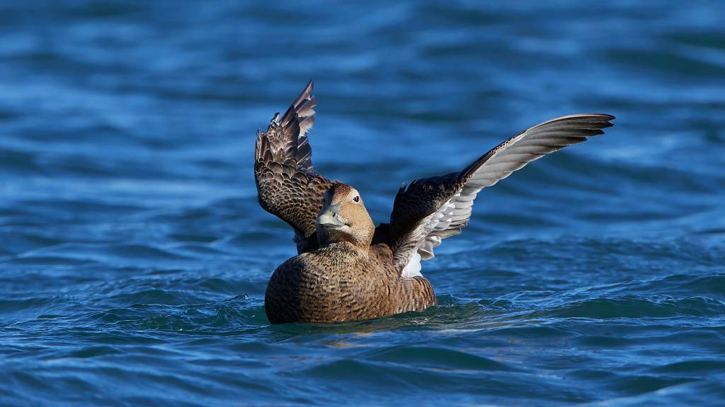 Ærfugl svømmer i sitt naturlige habitat