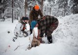 Introjakt på rådyr
