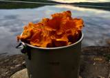 Sanking av bær og sopp for Jakt- og Fiskeskolen 26.08.26