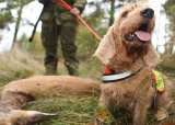 KURSET ER AVLYST. Introkurs blodspor og ettersøk med hund