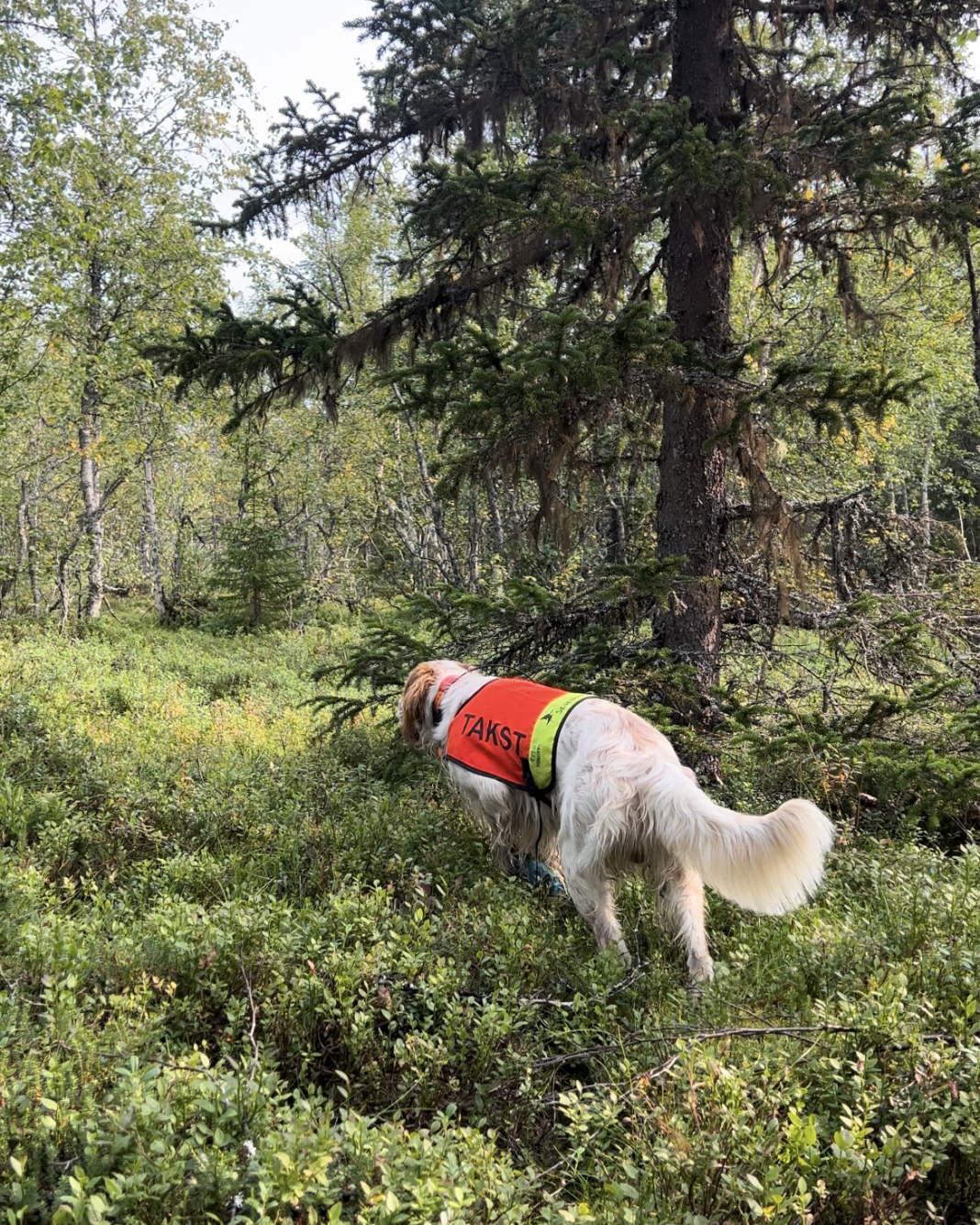 Kurs i taksering av hønsefugl.
