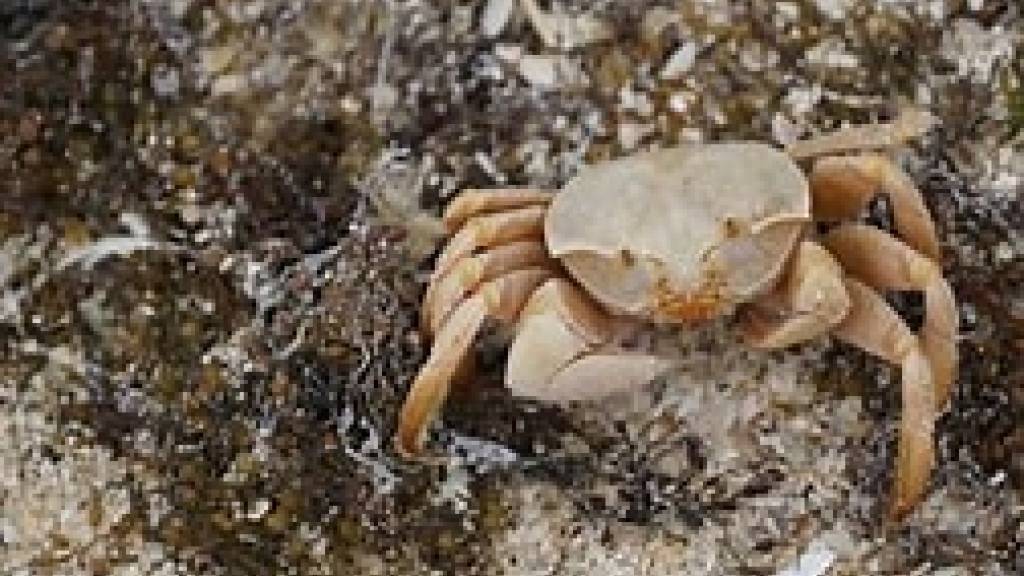Teinefiske krabber JOFS