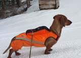 Introjakt Rådyrjakt med hund 2025