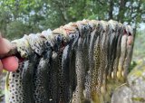Familiedag i Hetlandskogen