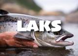 Temakveld: LAKS