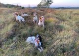 Jakt- og hundekveld med Aleksander Kristiansen