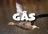 Temakveld: GÅS