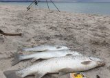 Familie Fiskedag på Brusand stranda