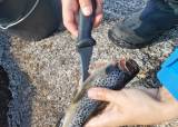 Fiske og matlaging på Vetrhus - Jakt og fiskeskole - 17-09-2025