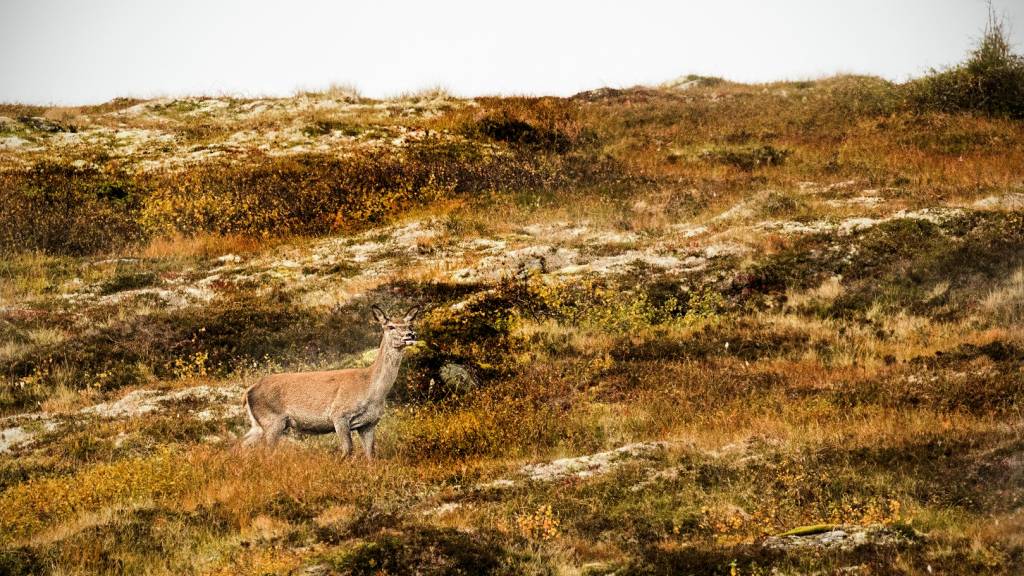 Introjakt Hjort, Suldal Jakt og Fiskelag