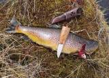 Fiskesommer 2026
