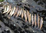 Fiskekonkurranse på Fjærlandsete