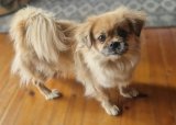 Hundetrening - grunndressur "pop-up"-treningskveld 29. juni