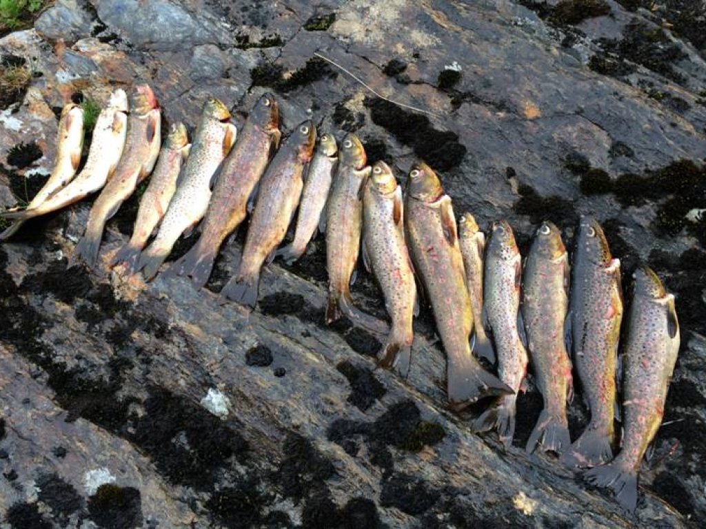 Fiske Fiskekonkurranse på Fjærlandssete 2023 - Leikanger Jakt- og Fiskelag