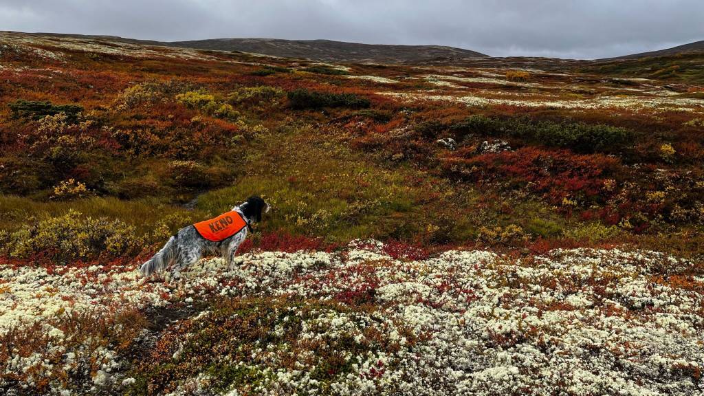 Introjakt rype med ståande fuglehund