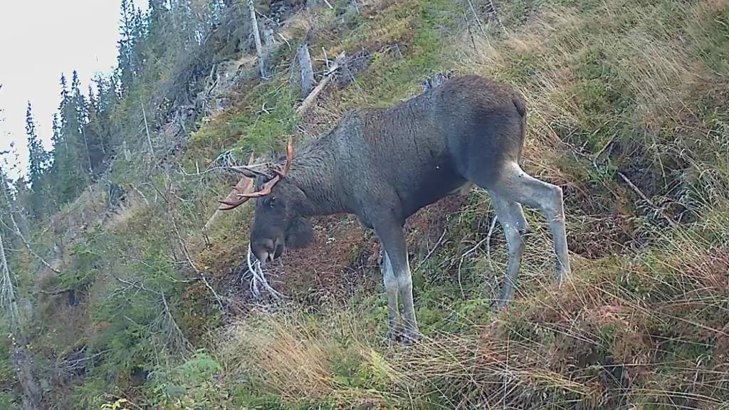 Introjakt Storvilt