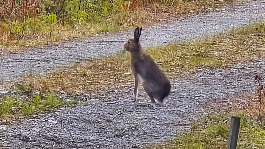 Introjakt Hare