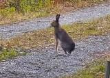 Introjakt Hare - Hølonda JFF
