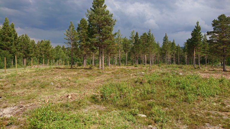 Oppdal.Hundepark.JPG