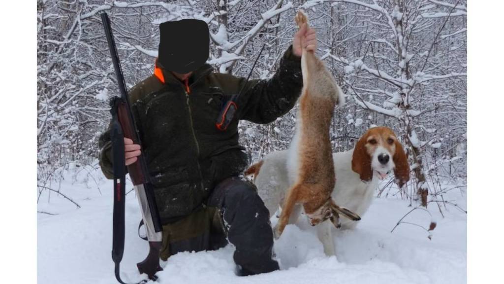 Introjakt på Hare med harehund i Oppdal