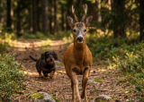 Introjakt rådyrjakt med drivende hund