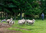 Aversjonsdressur 17-06-2025