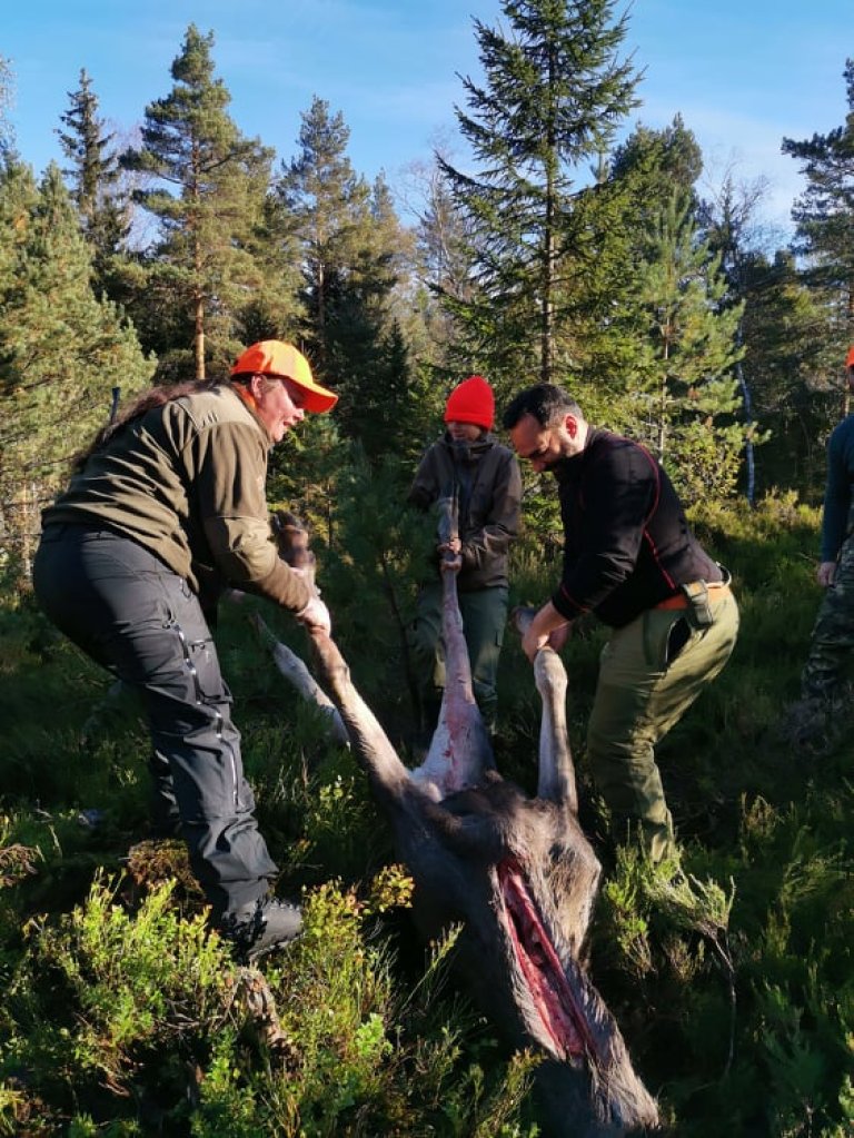 Dyret ble tatt ut av skogen med håndkraft denne gangen. 30 meter til vei er ikke noe problem for denne gjengen.