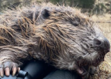 Bever jakt for ungdom