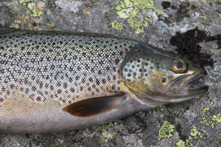 Ørret som ligger på fjell