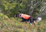 Introjakt - Skogsfugl med stående fuglehund