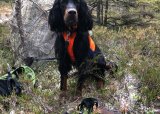 Introjakt skogfugl med stående/støtende hund