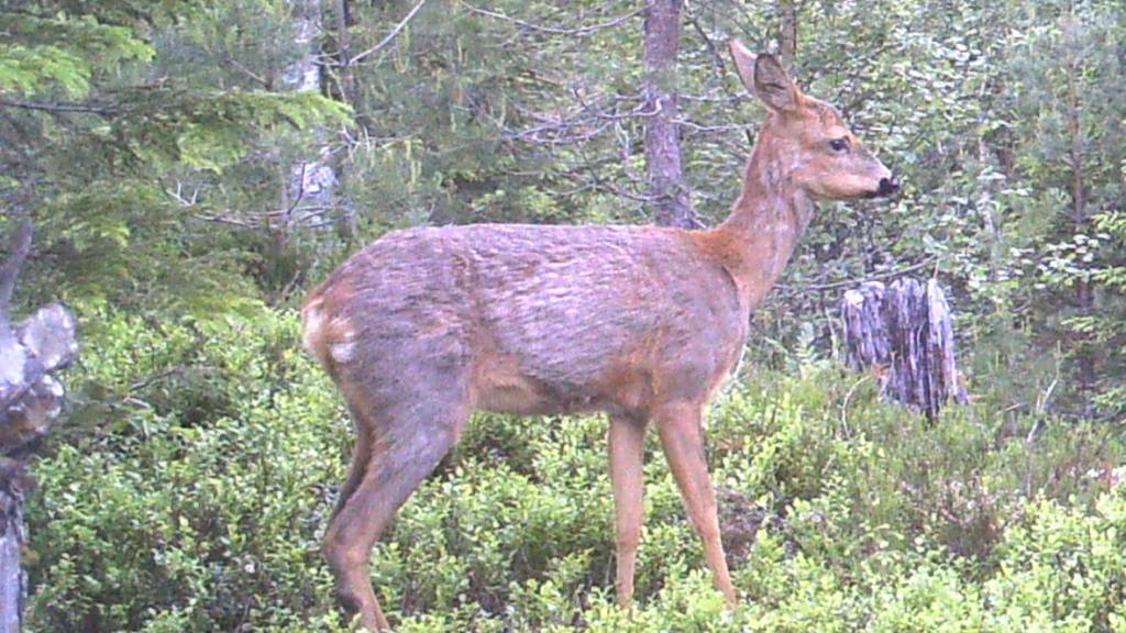 Fellesjakt - Fugl/hare/rådyr/hjortejakt