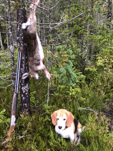 Hare / Rådyrjakt Ungdom