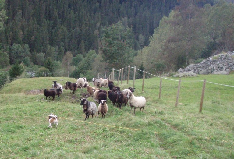 Hund og en flokk med sauer