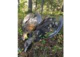 INTROJAKT på skogsfugl i Brødsjø statskog 16.november